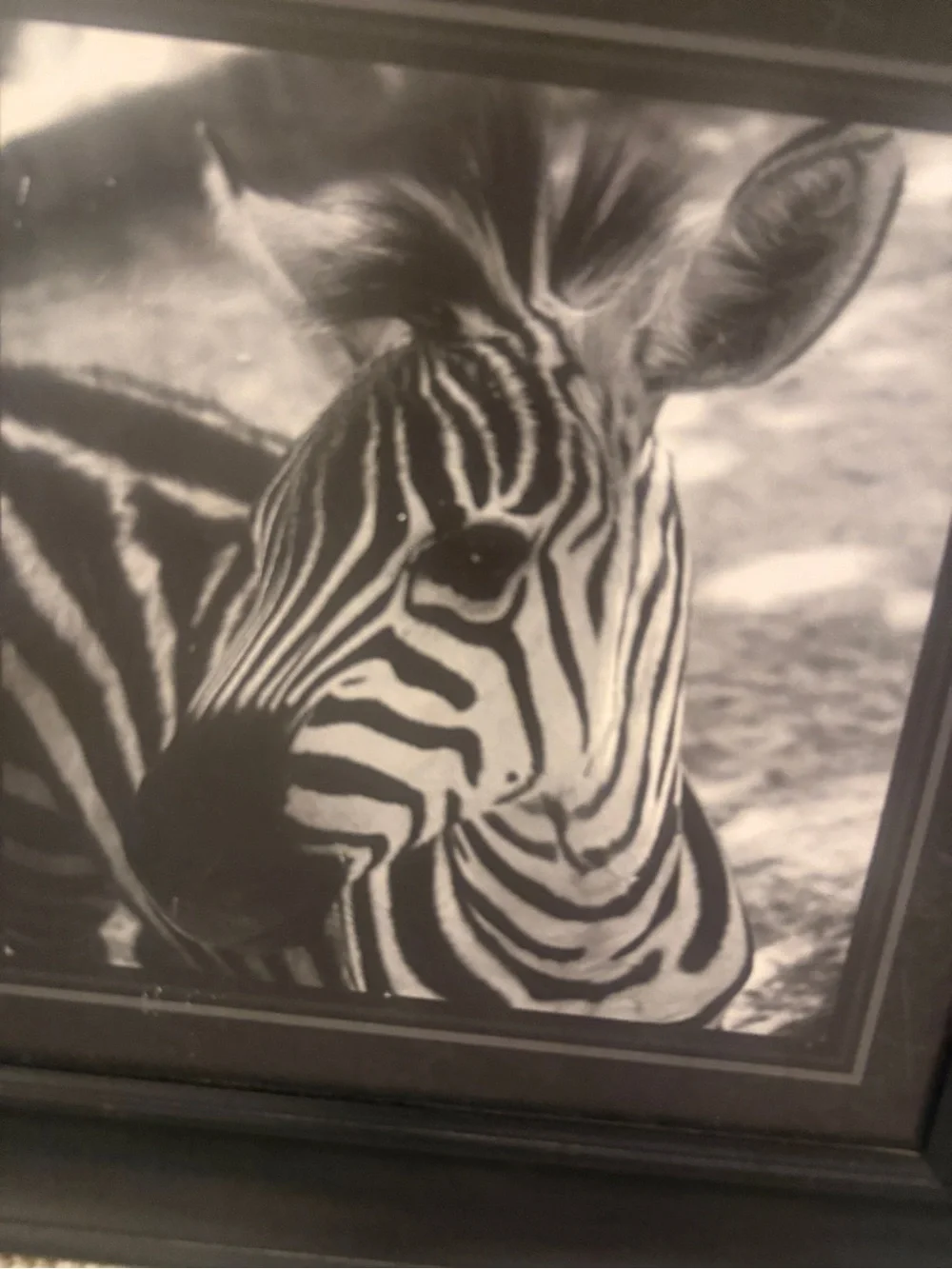 Vintage Black Framed photograph African Zebra Wall Art - Home Accents 16x16”